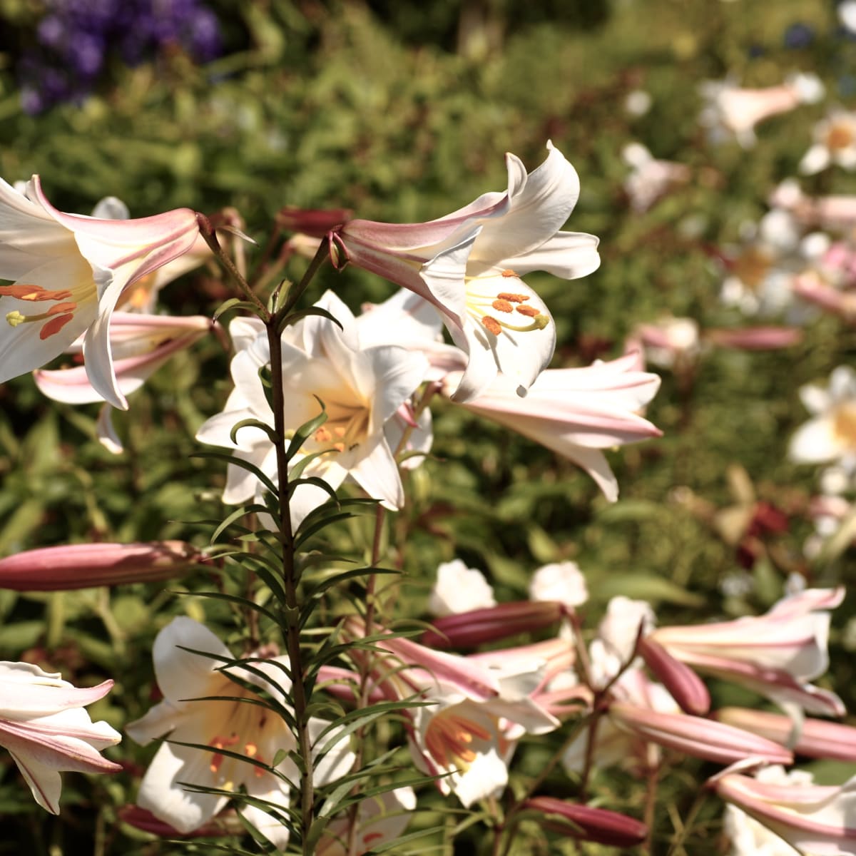 jardins_de_metis_3