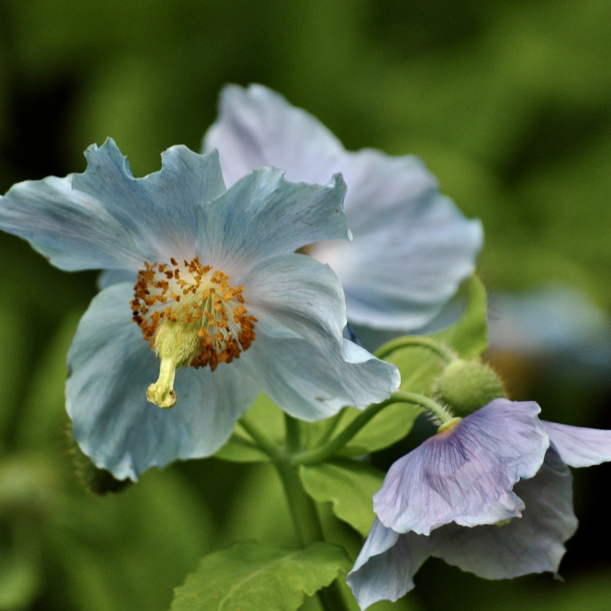jardins_de_metis_5