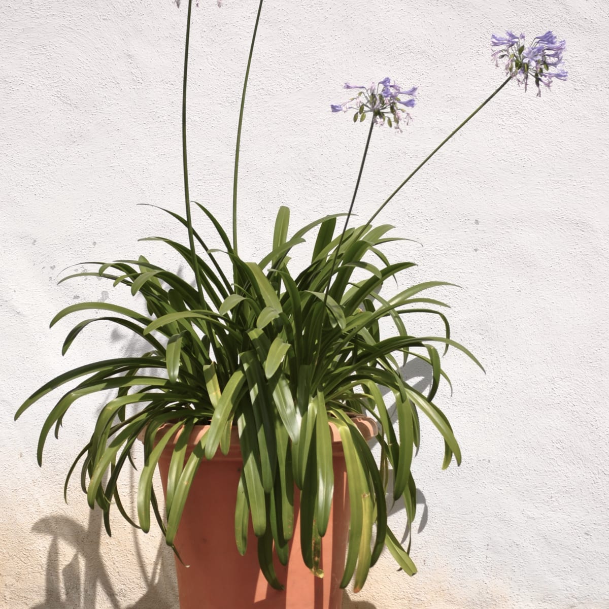 jardins_de_metis_8