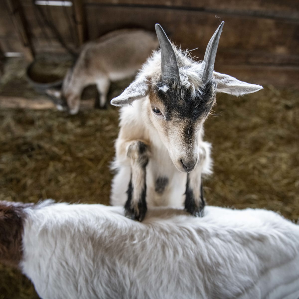la_ferme_quinn_2