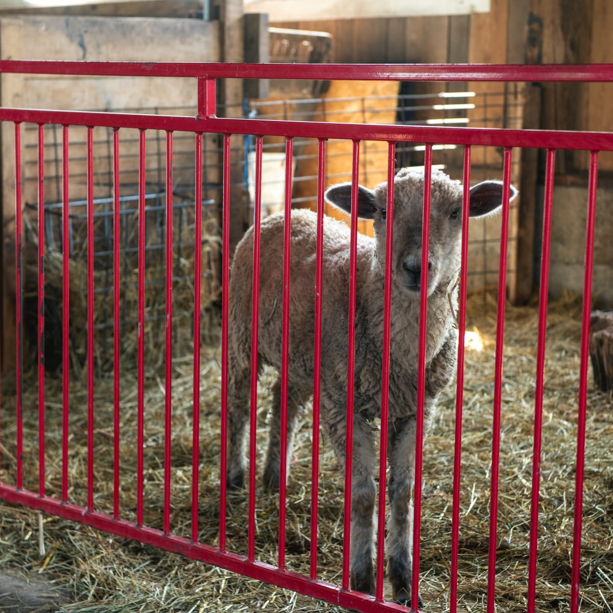 la_ferme_quinn_6
