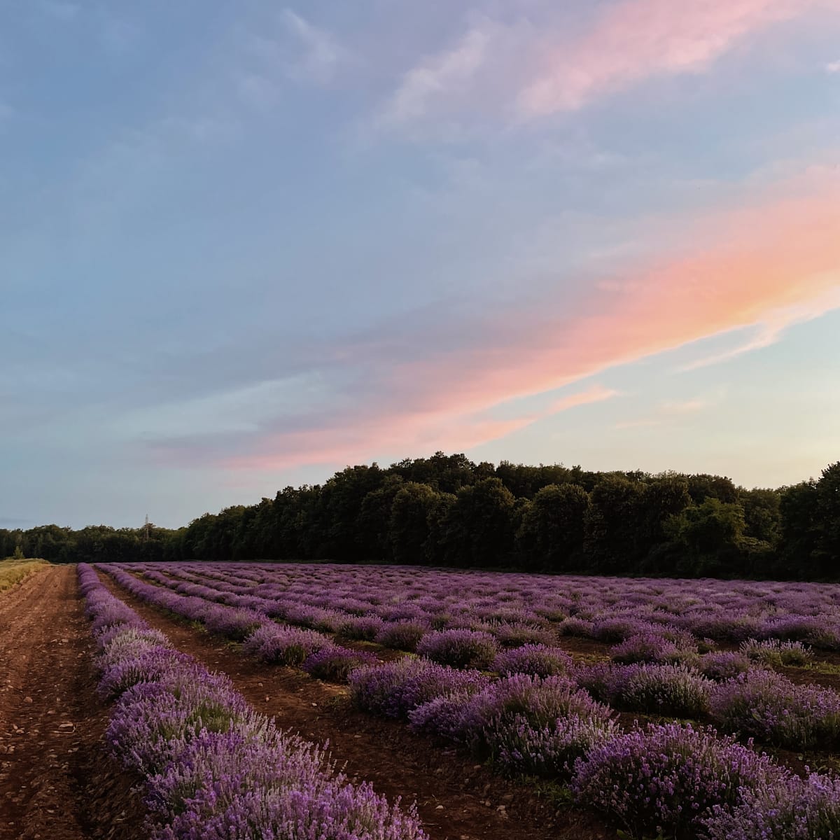 la_maison_lavande_culture_et_parfumerie_16