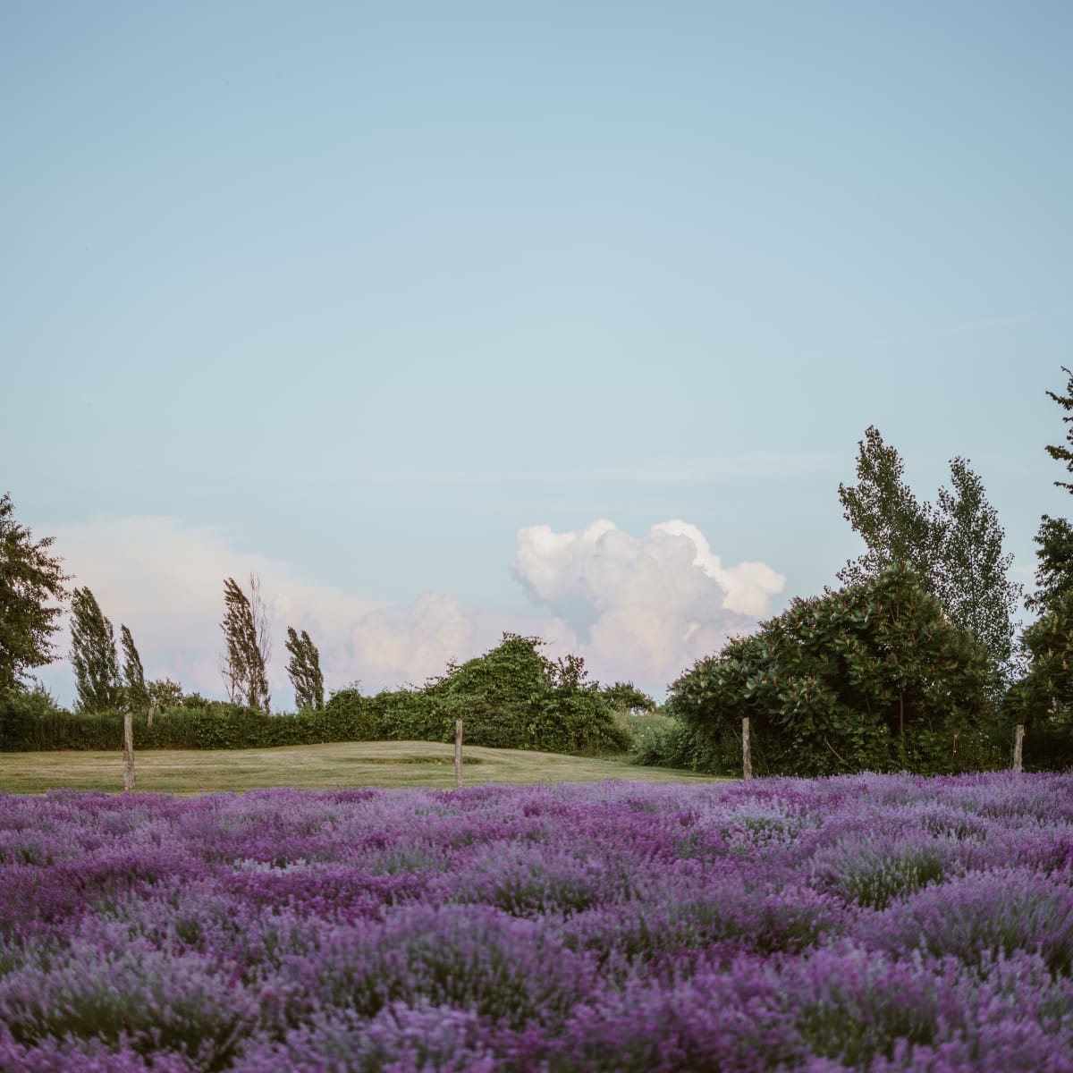la_maison_lavande_culture_et_parfumerie_3