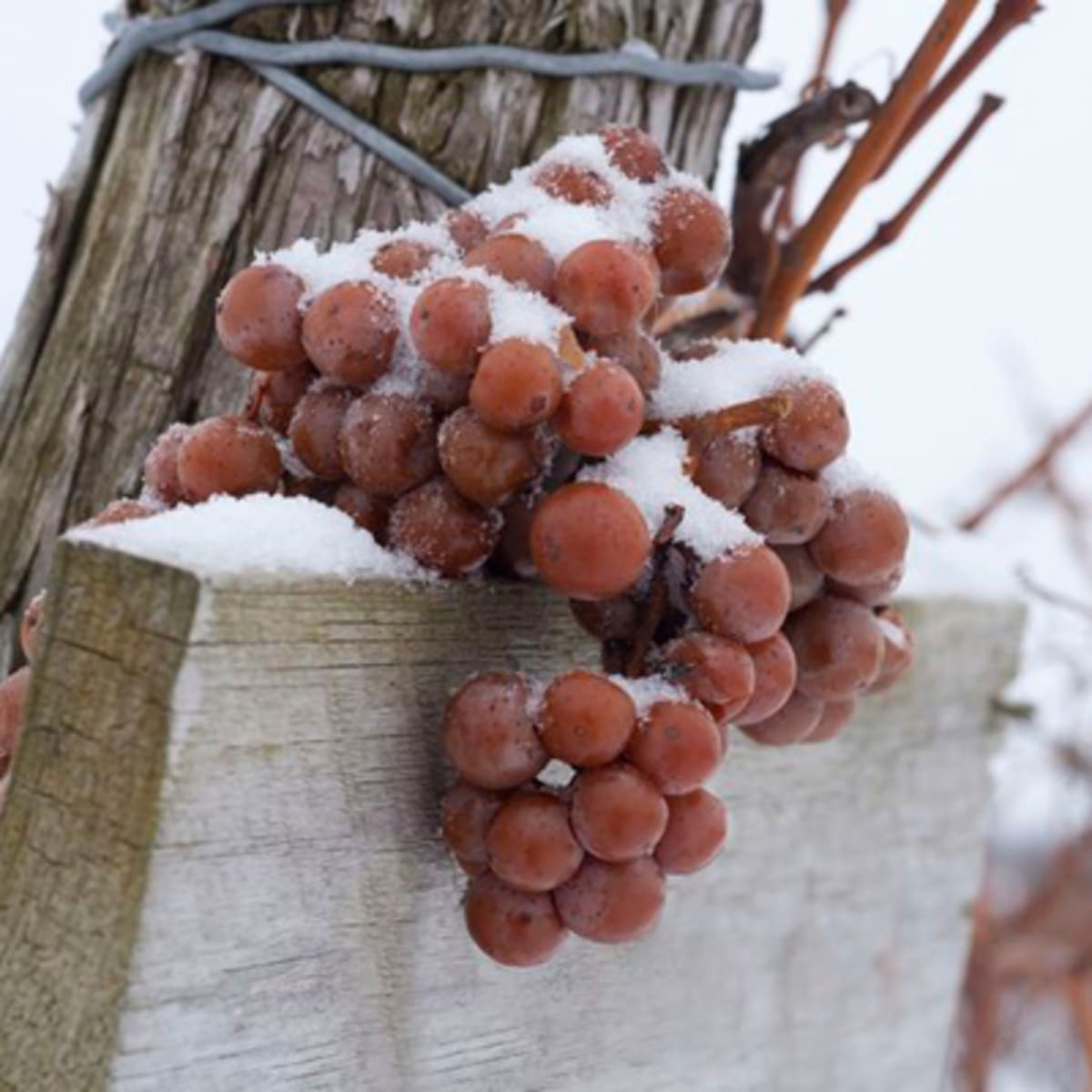 le_chemin_du_terroir_1_h