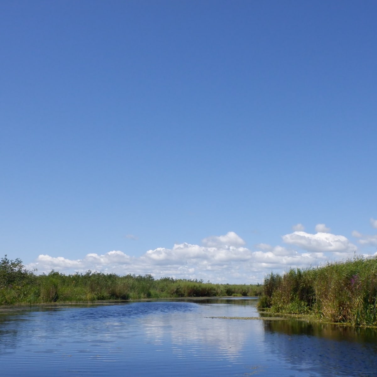 les_amis_de_la_reserve_nationale_de_faune_du_lac_saint_francois_2