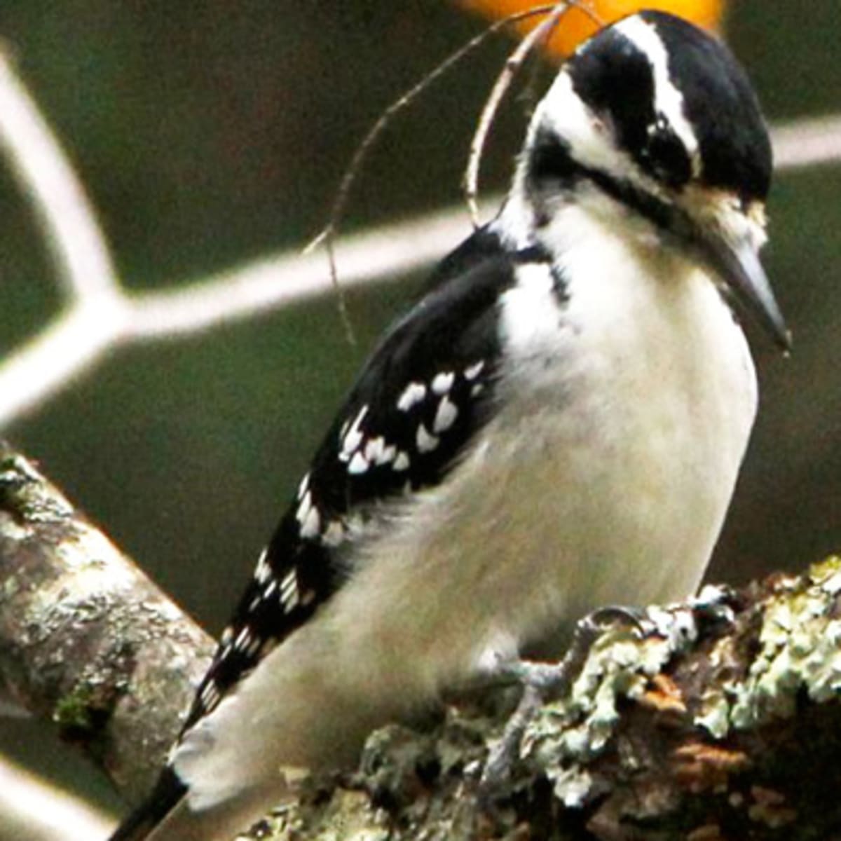 les_coteaux_missisquoi_7