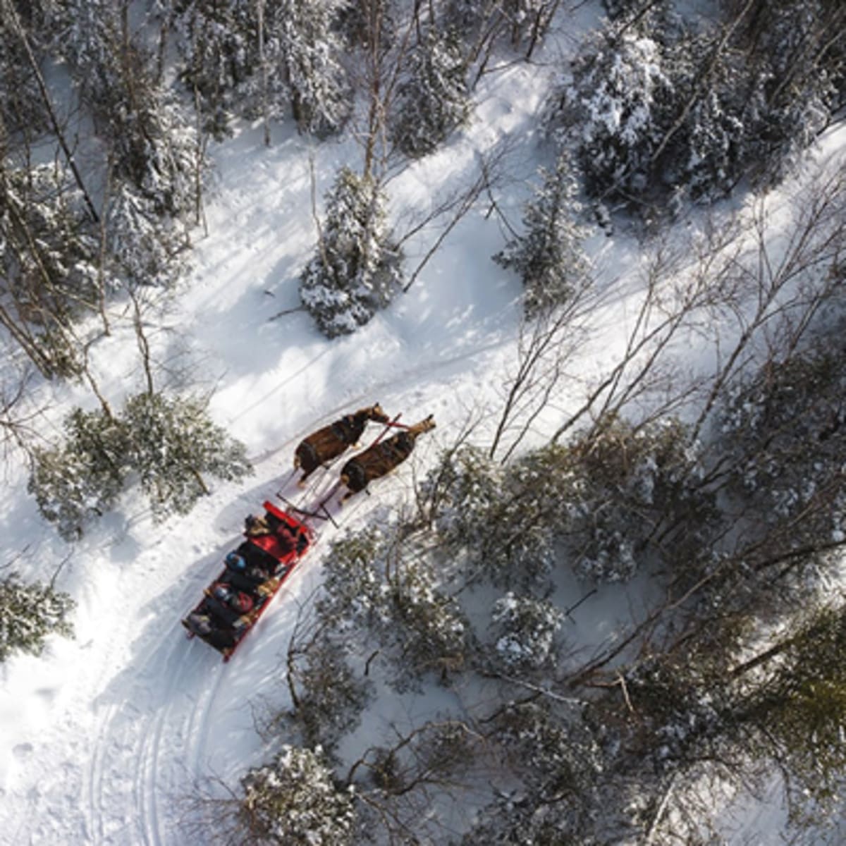 les_montagnards_de_charlevoix_4_h