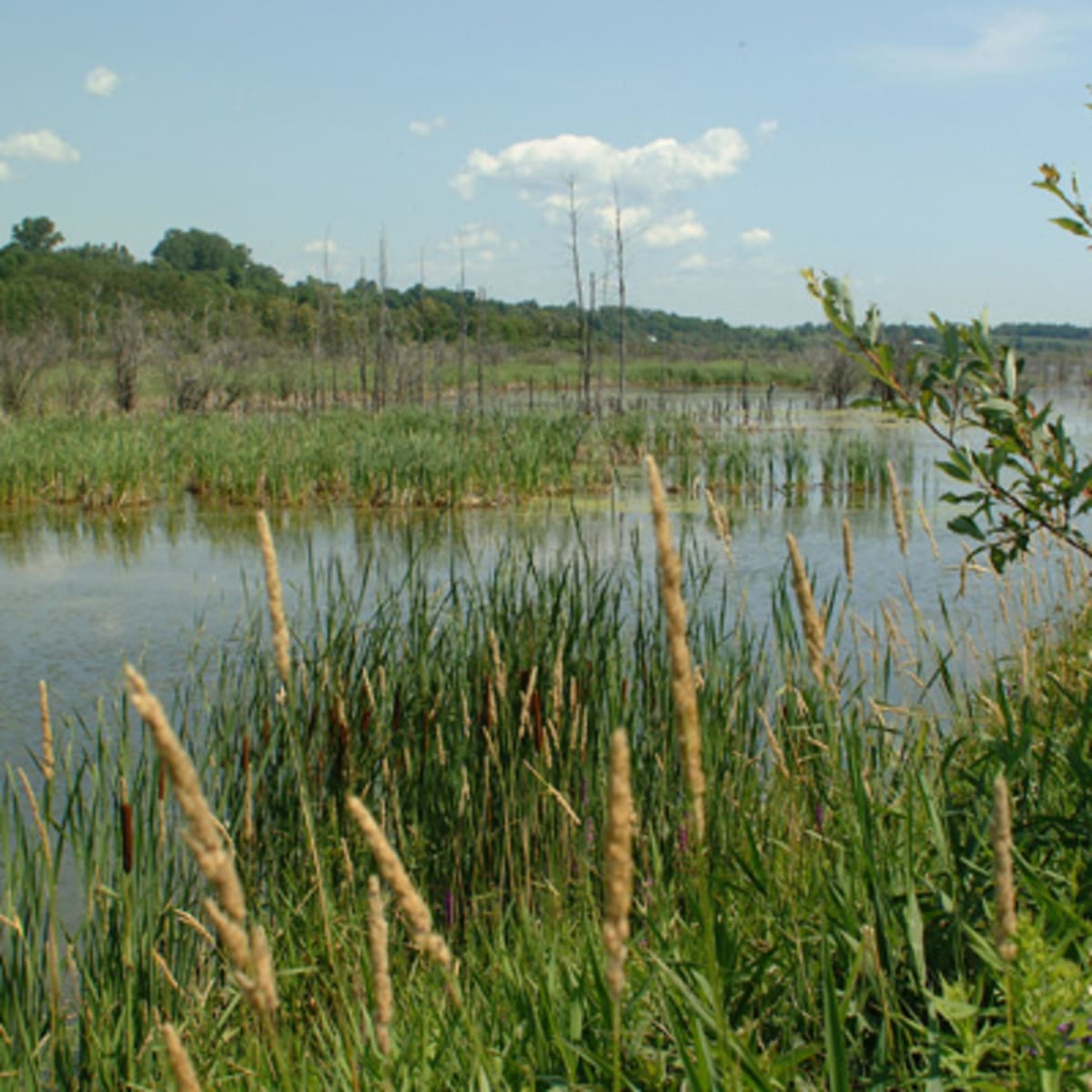 marais_leon_provancher_1