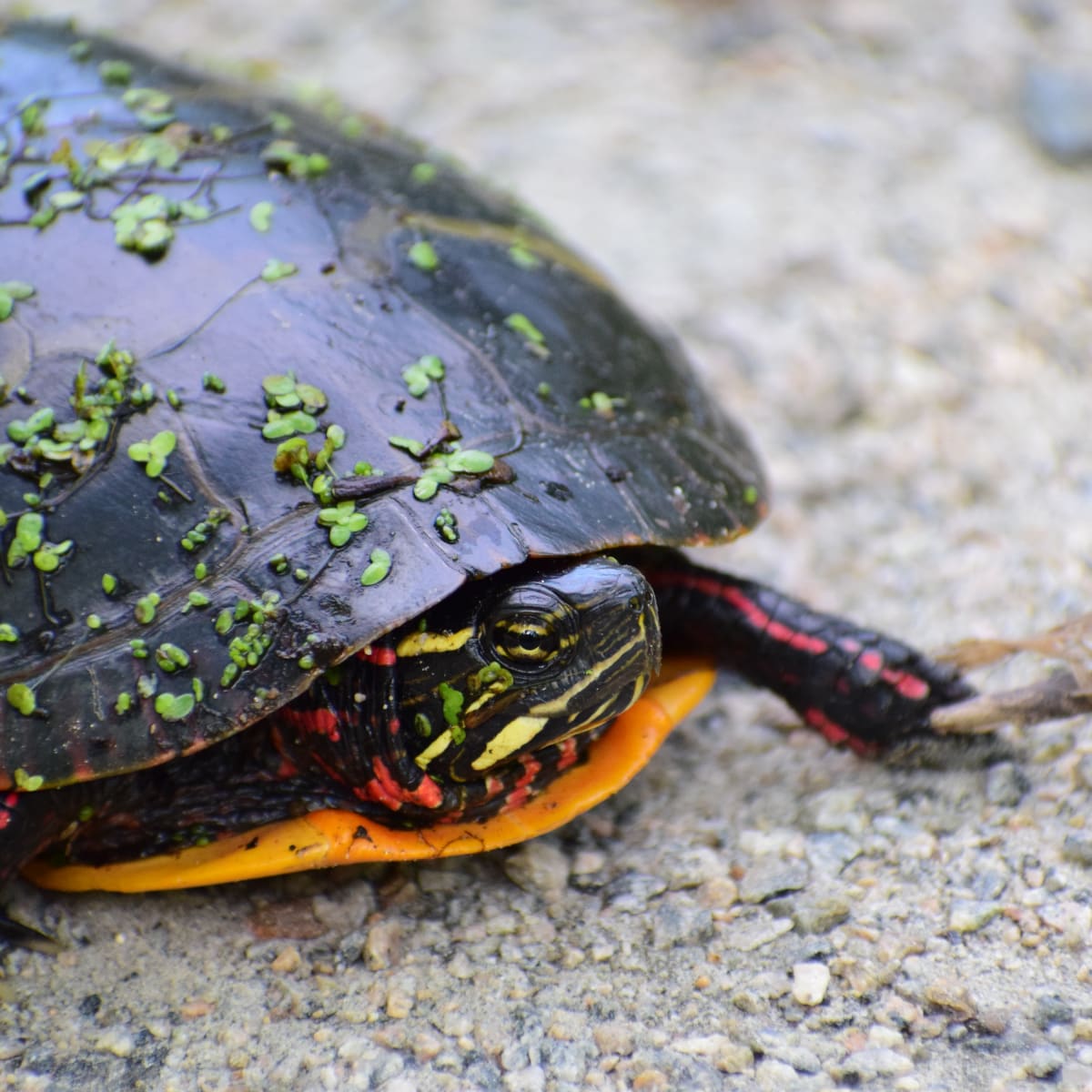 musee_de_la_biodiversite_du_quebec_3