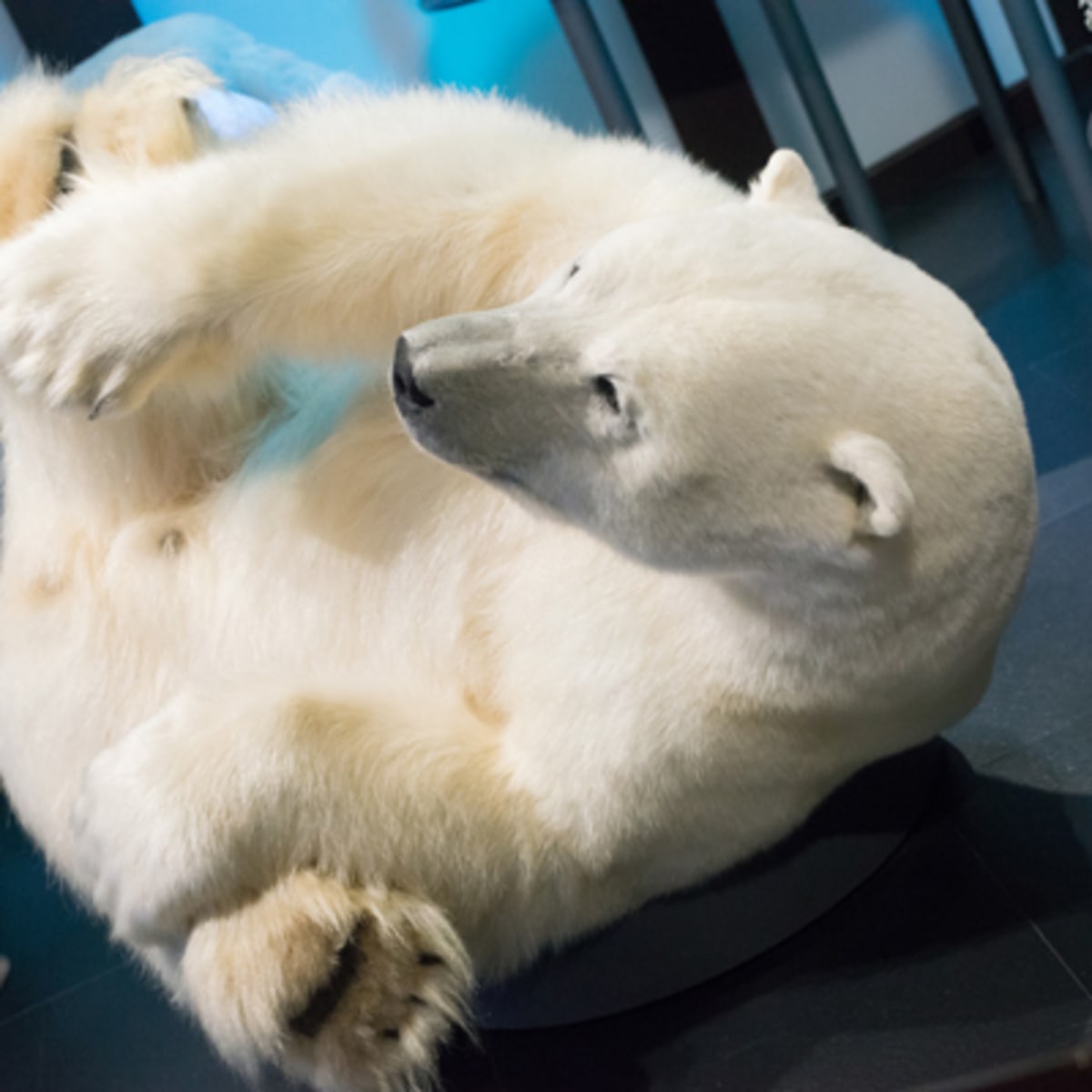 musee_de_la_nature_et_des_sciences_de_sherbrooke_3