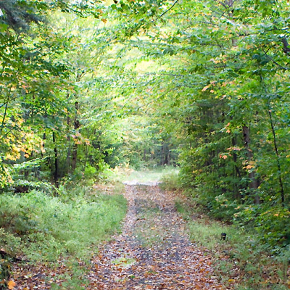 parc_de_lile_melville_8