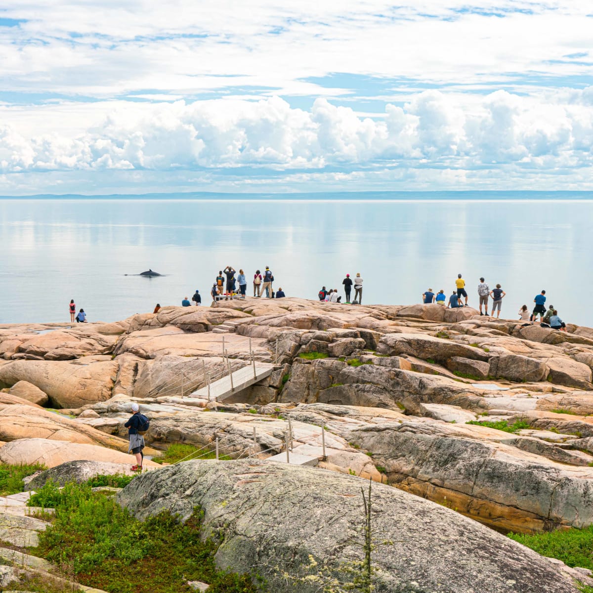 parc_marin_du_saguenaysaint_laurent_5
