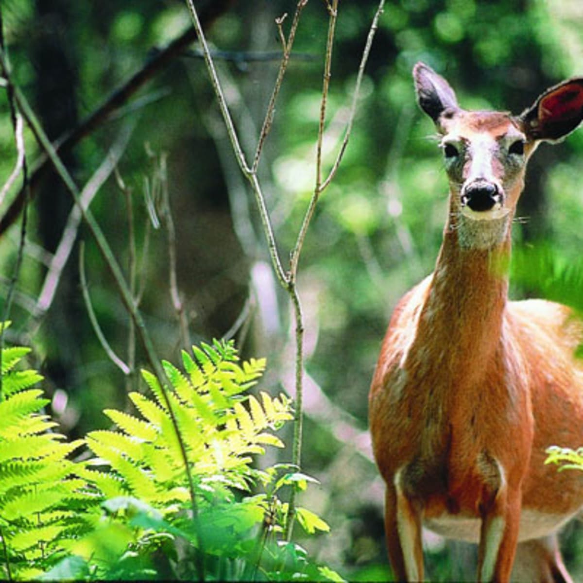 parc_national_de_frontenac_2