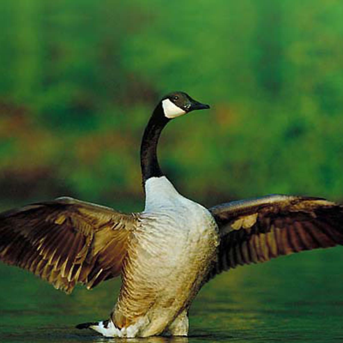 parc_national_de_plaisance_7