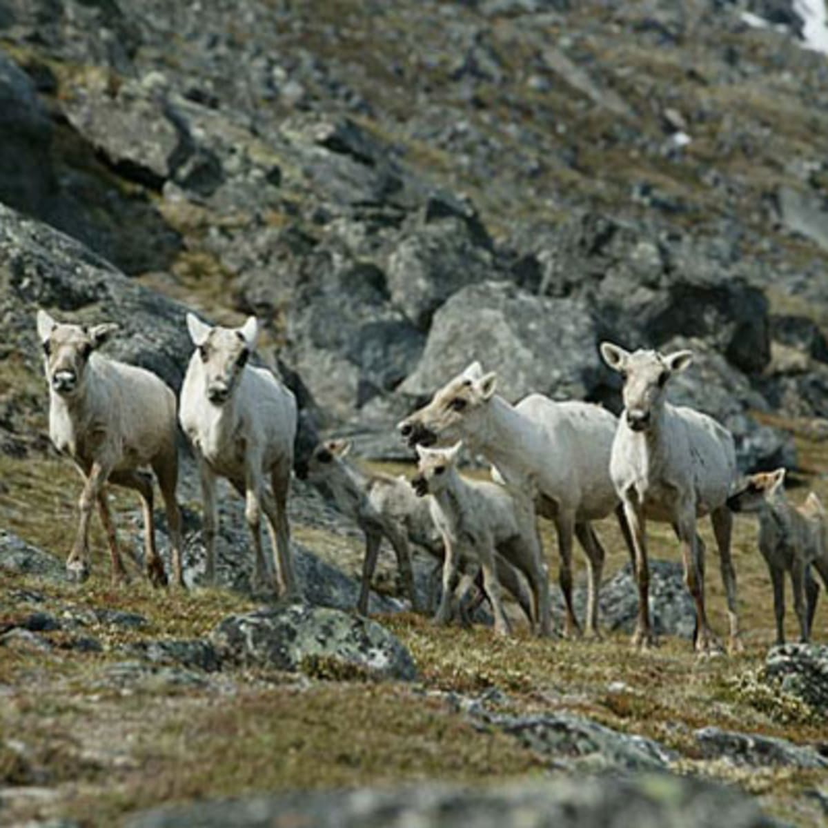 parc_national_des_pingualuit_3_h