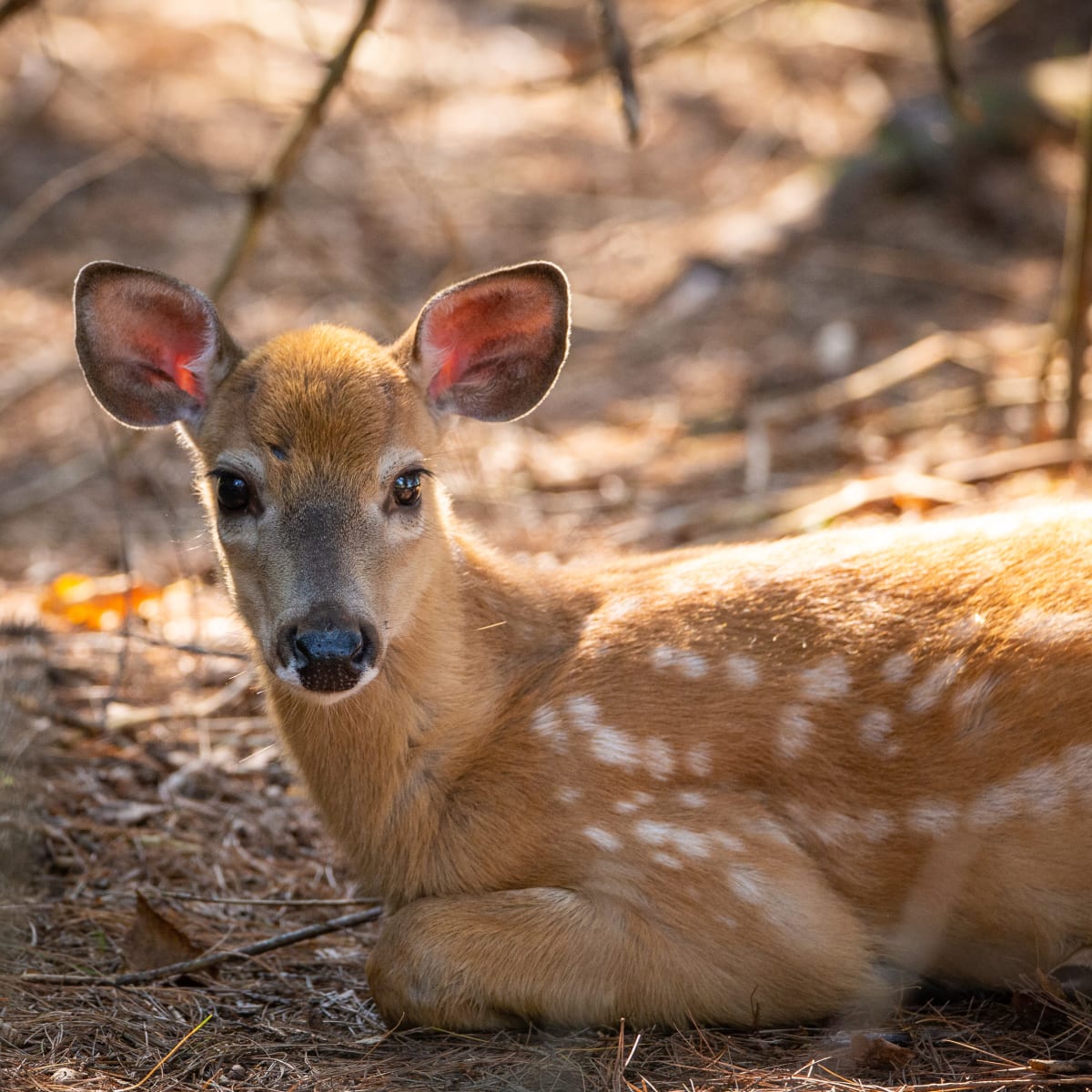 parc_omega_11