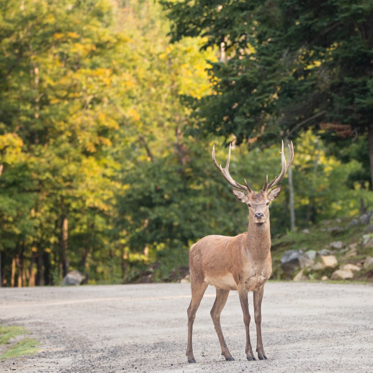 parc_omega_12
