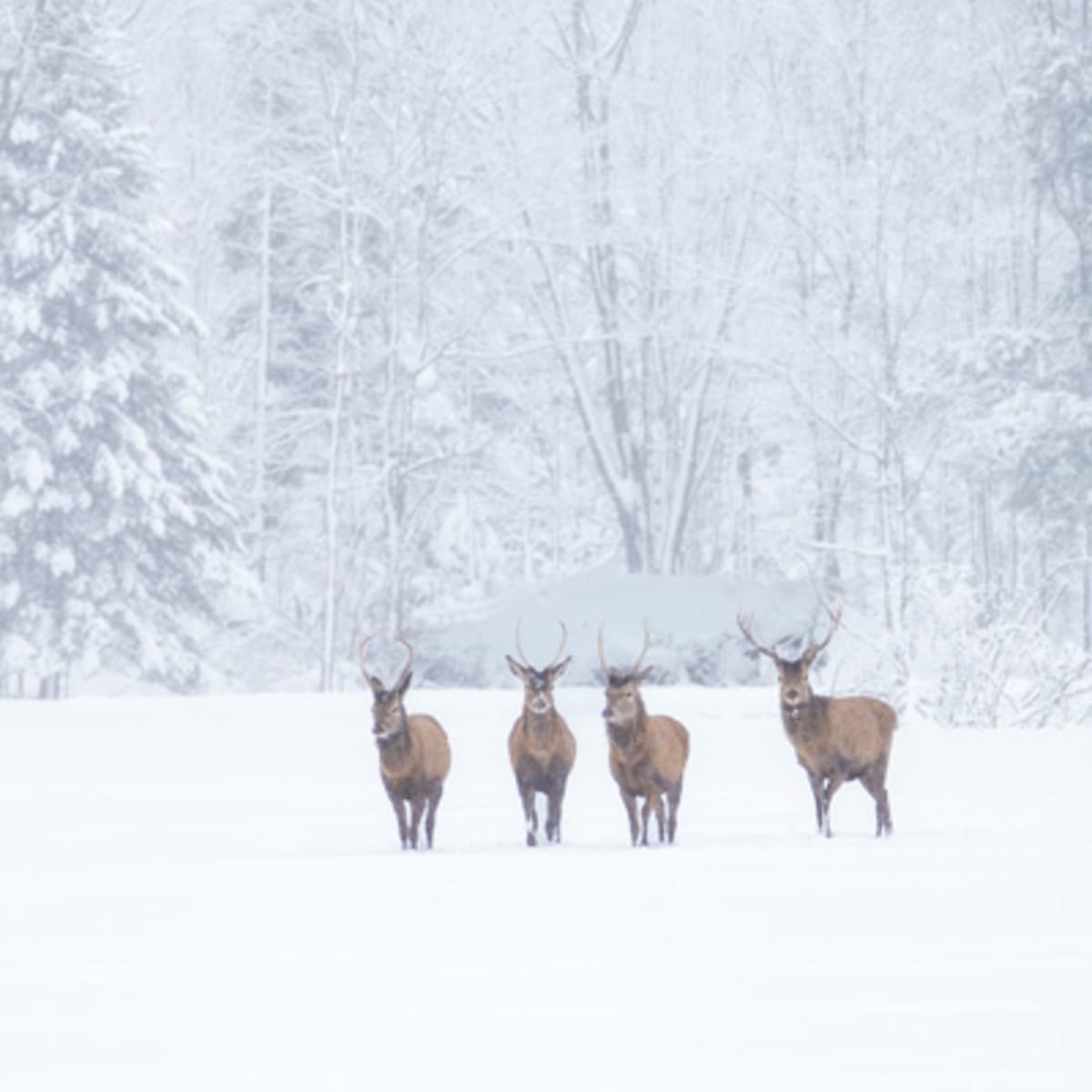 parc_omega_2_h