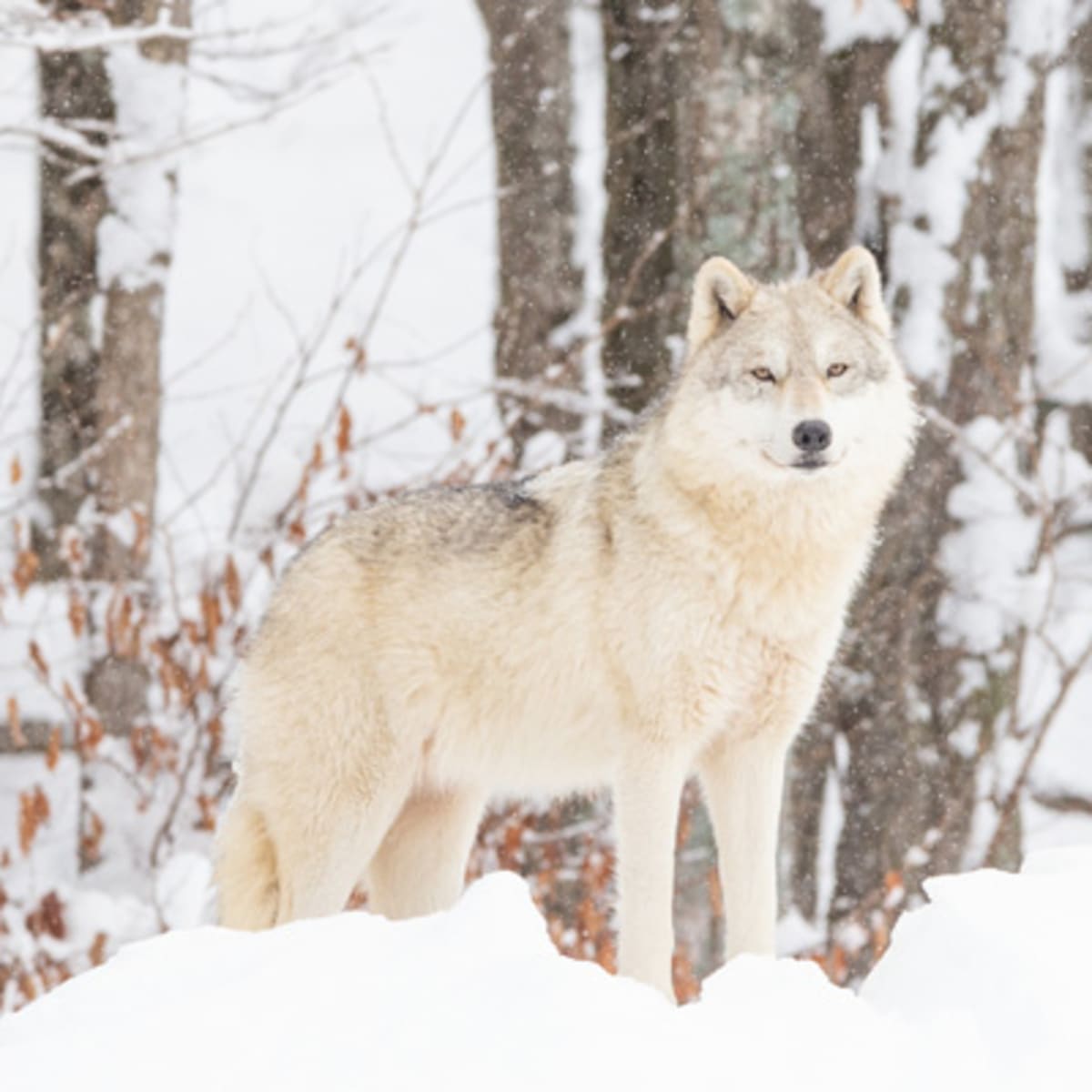 parc_omega_3_h