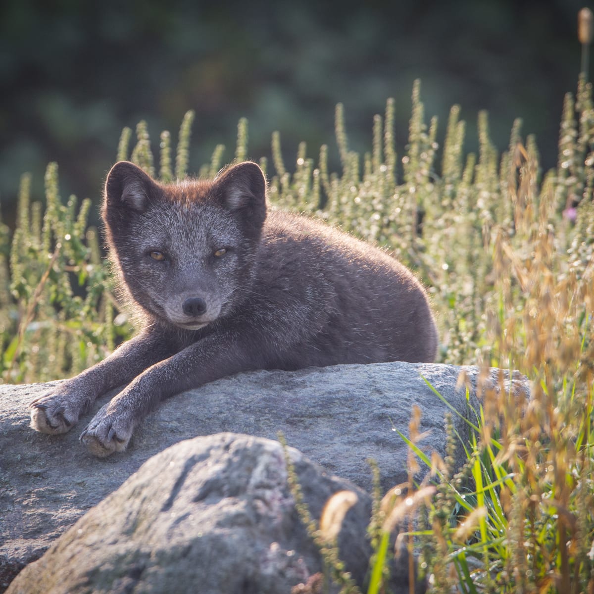 parc_omega_8