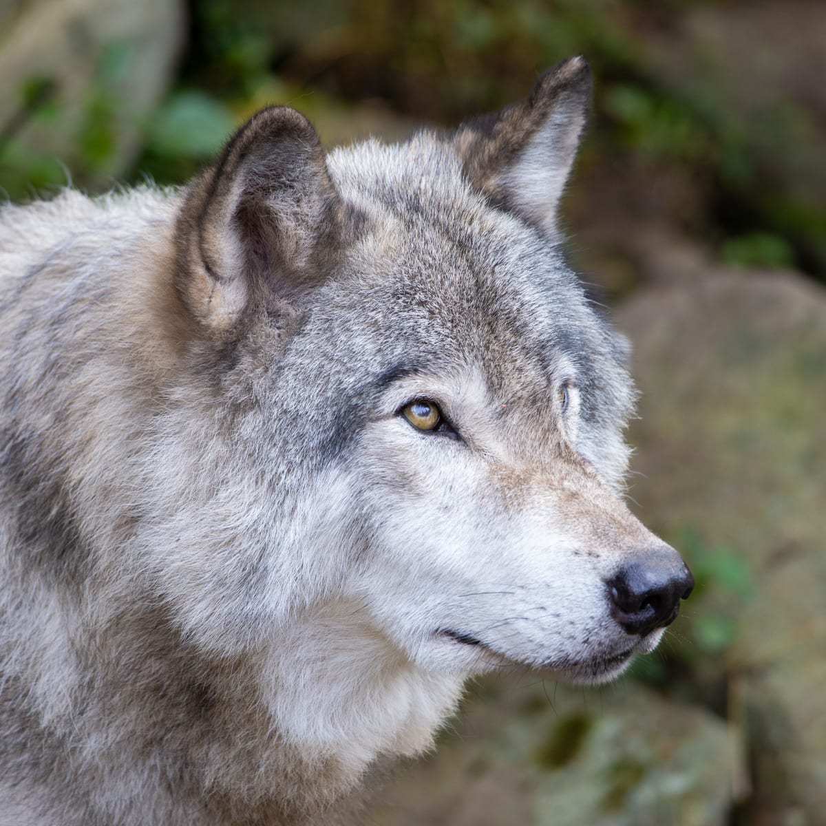 parc_omega_9