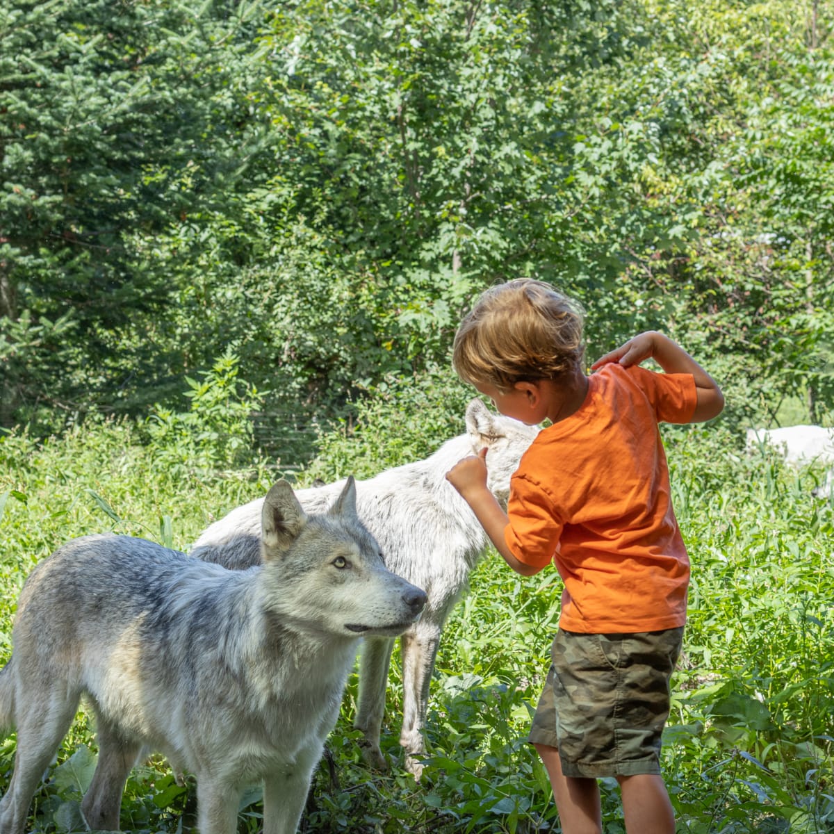 parc_omega___hebergement_12
