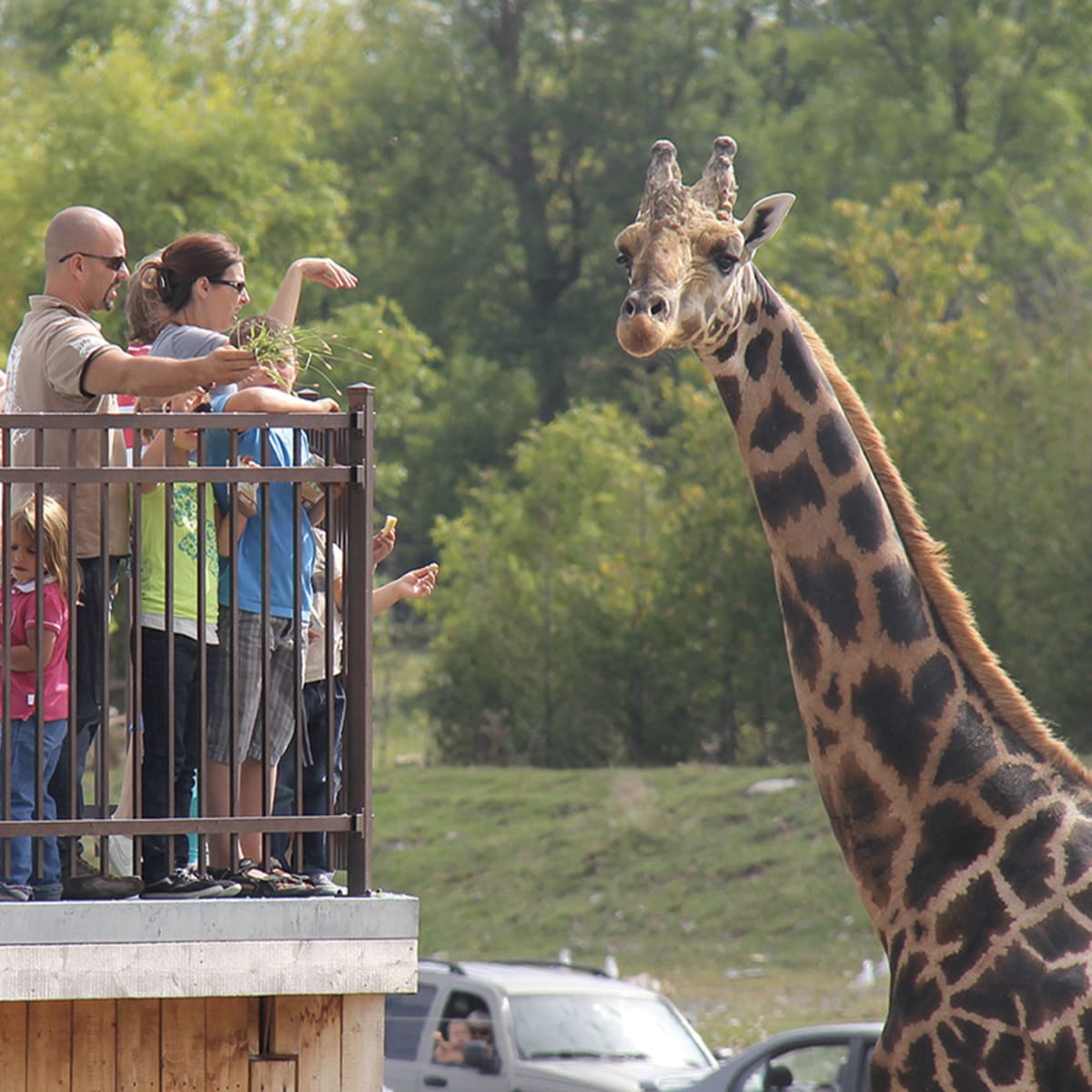 parc_safari_1