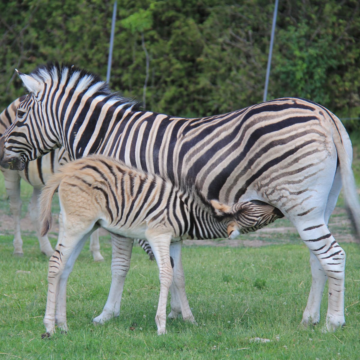 parc_safari_2