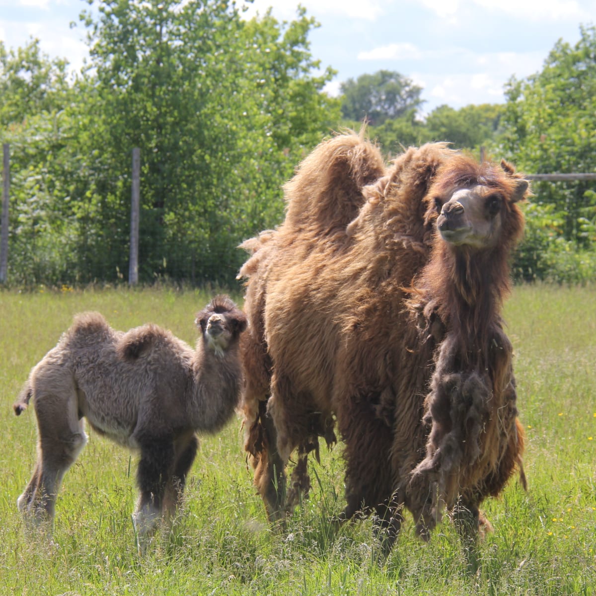 parc_safari_4