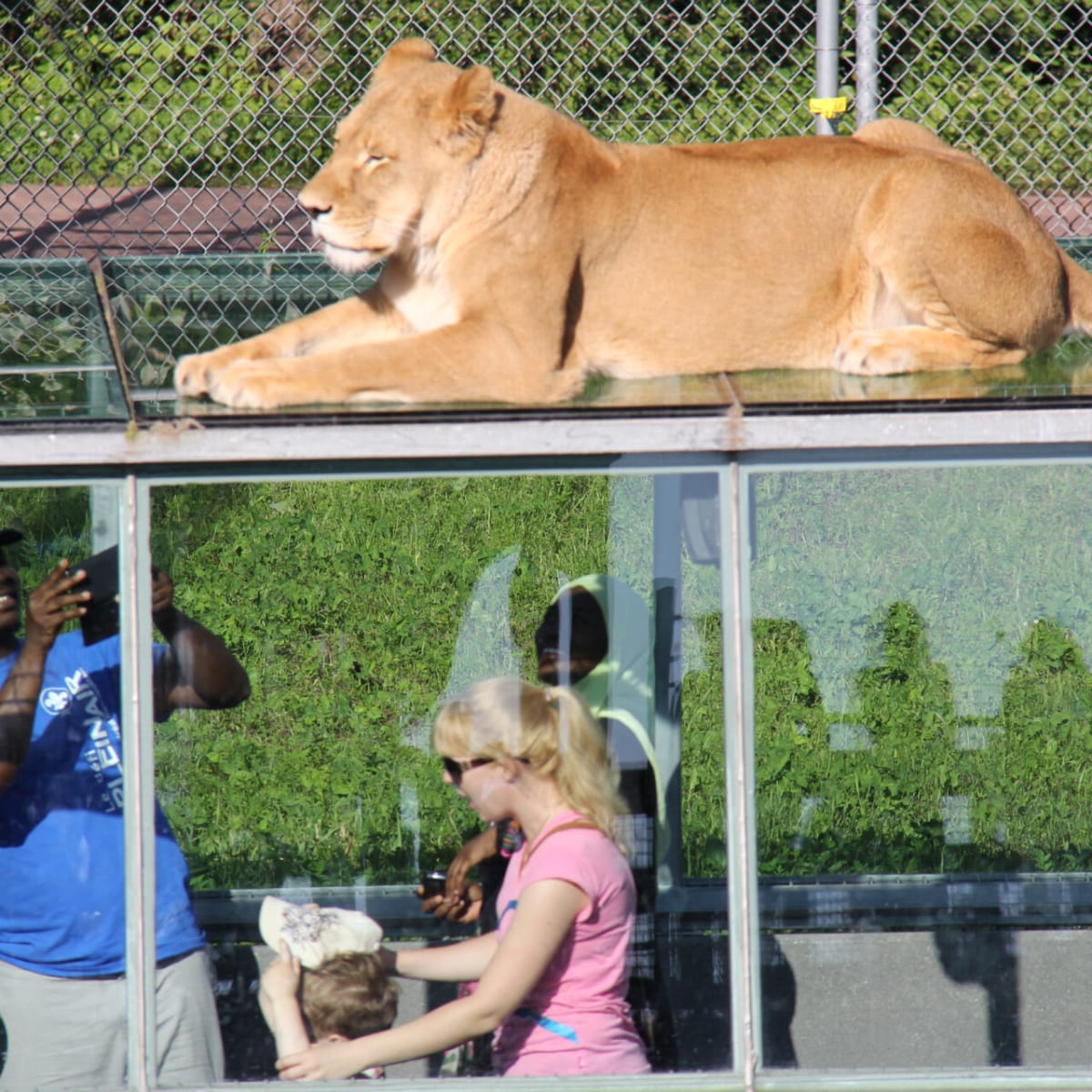 parc_safari_5