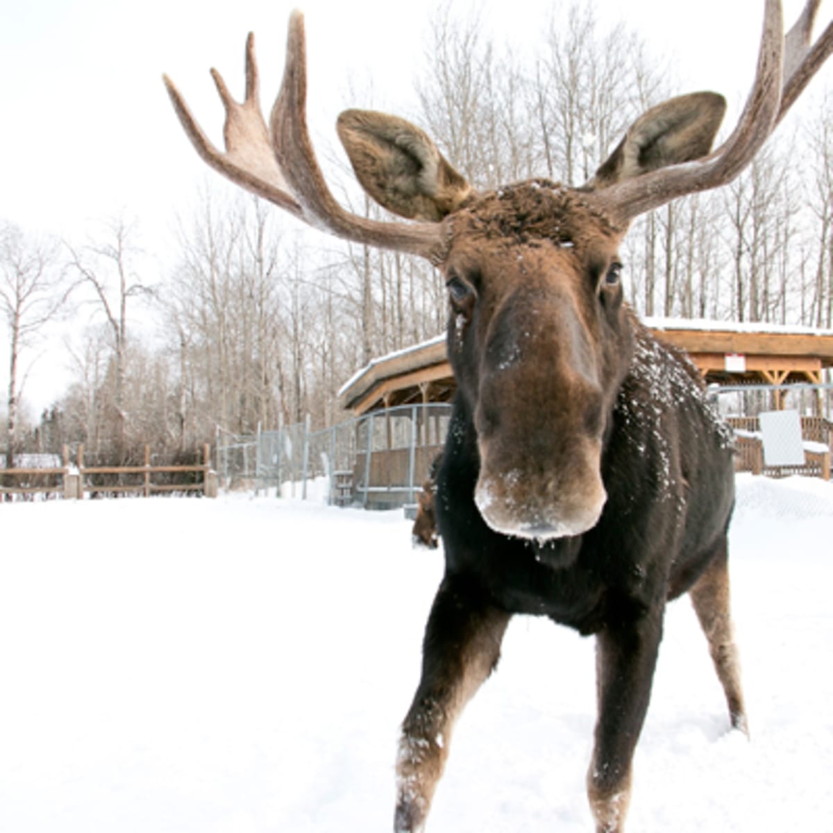 refuge_pageau_1_h