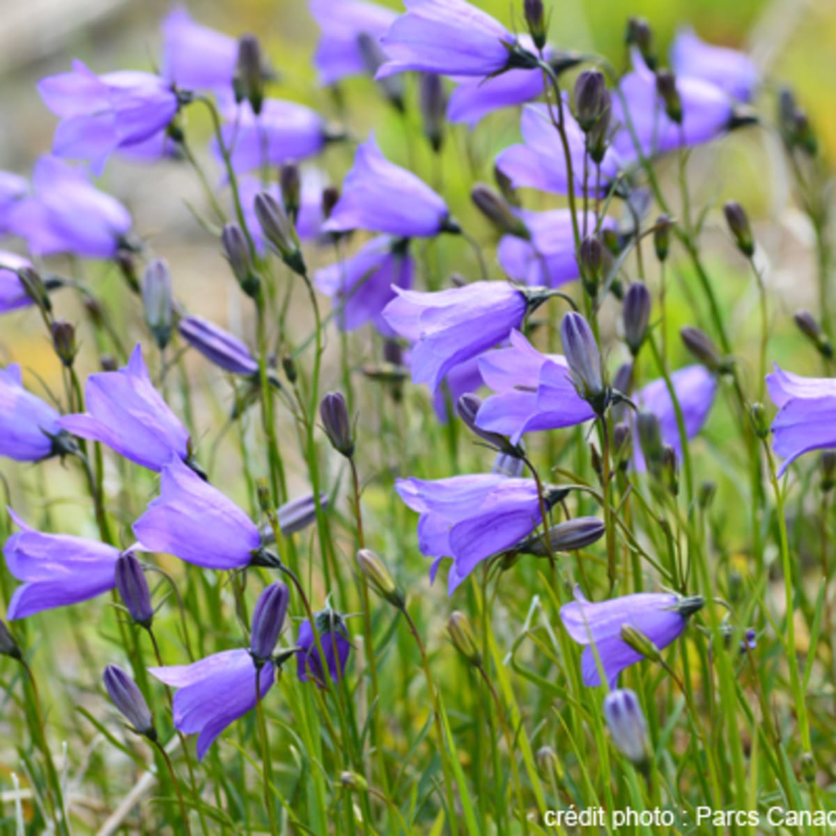 reserve_de_parc_national_de_larchipel_de_mingan_11