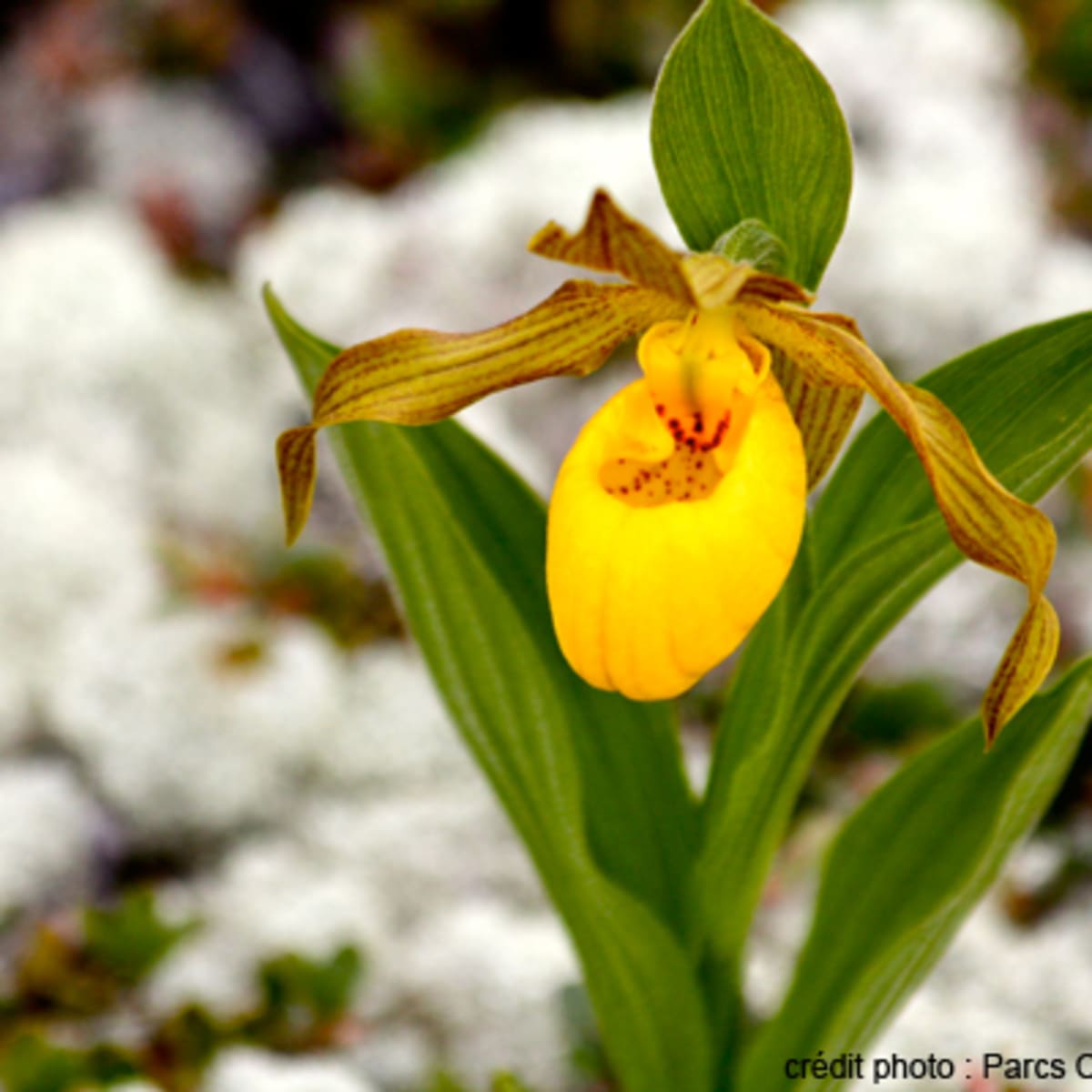 reserve_de_parc_national_de_larchipel_de_mingan_8