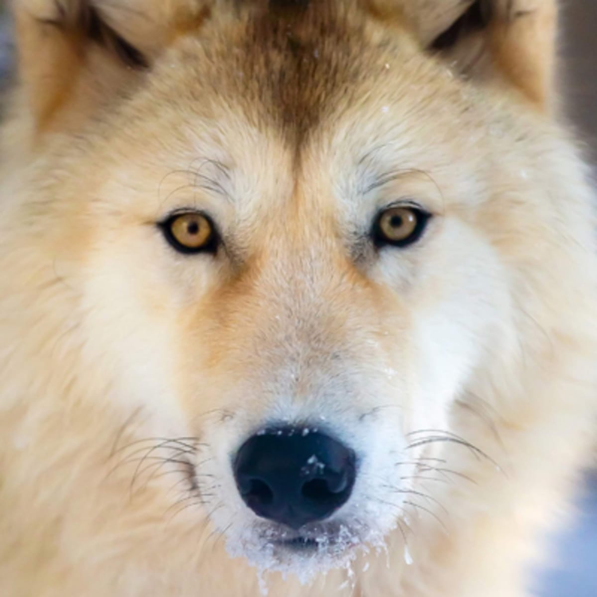 sanctuaire_de_loups_lupo_1_h