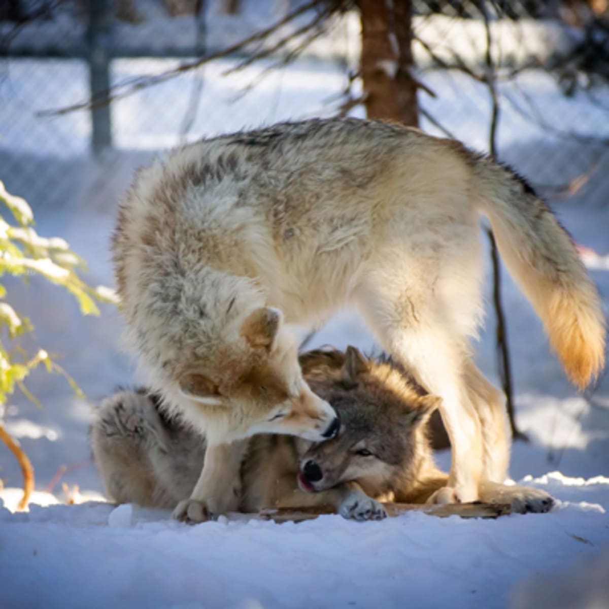 sanctuaire_de_loups_lupo_2_h