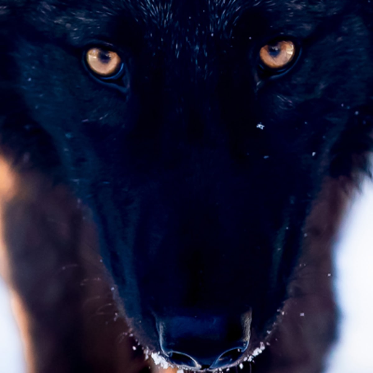 sanctuaire_de_loups_lupo_4_h