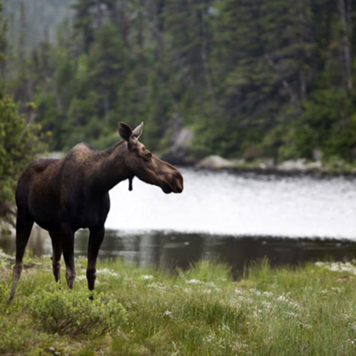 sentier_international_des_appalaches_2