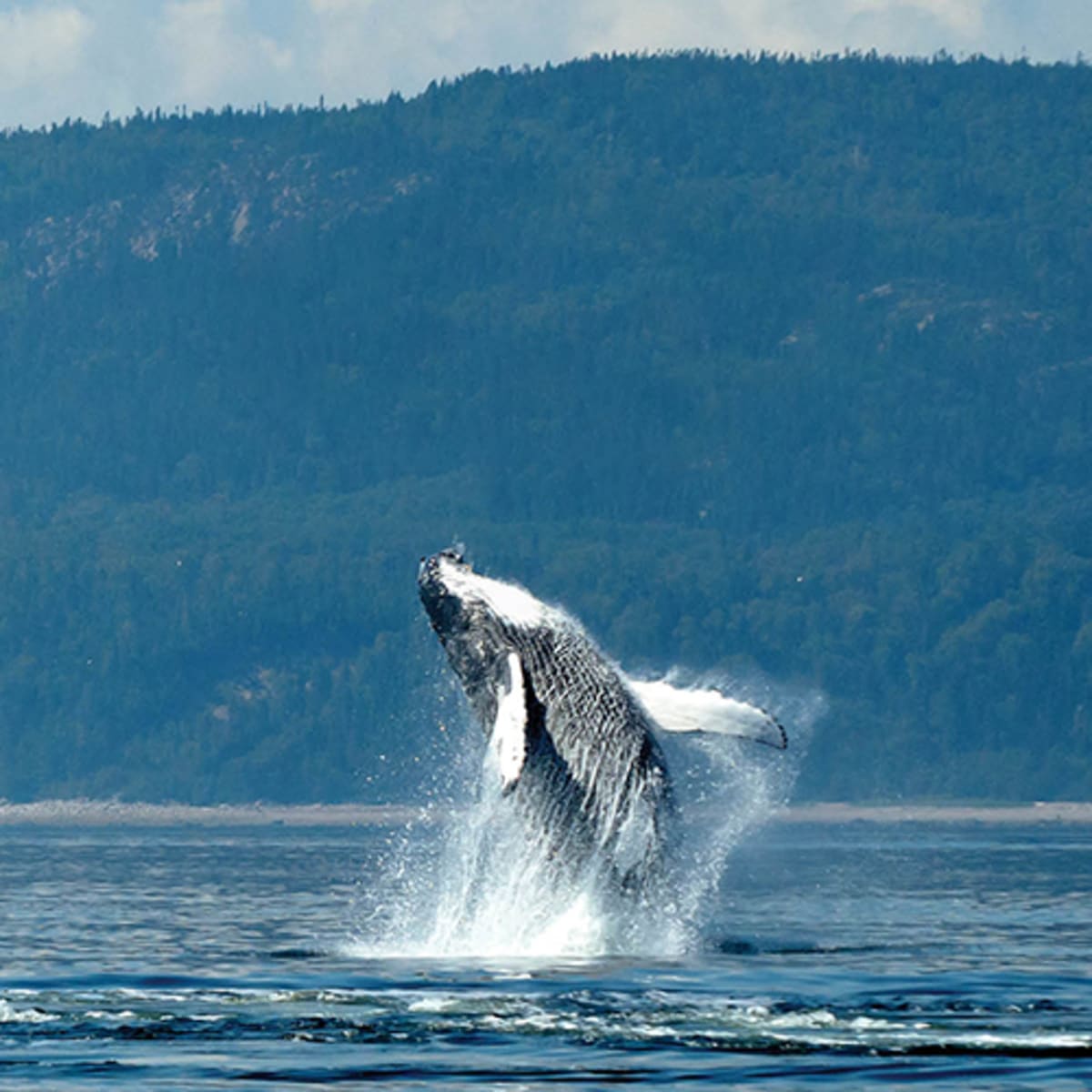 viens_voir_les_baleines_1