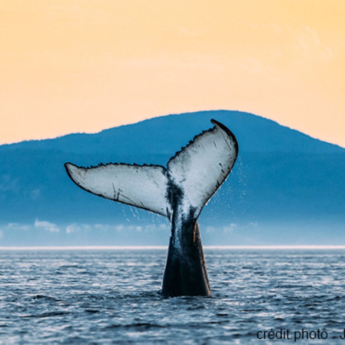 viens_voir_les_baleines_10