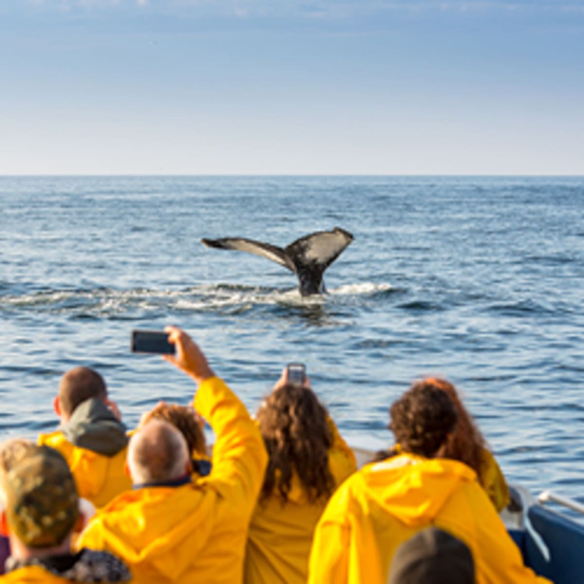 viens_voir_les_baleines_11