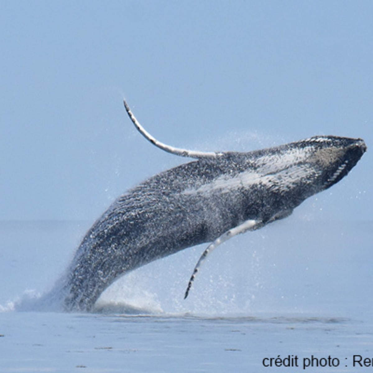 viens_voir_les_baleines_13