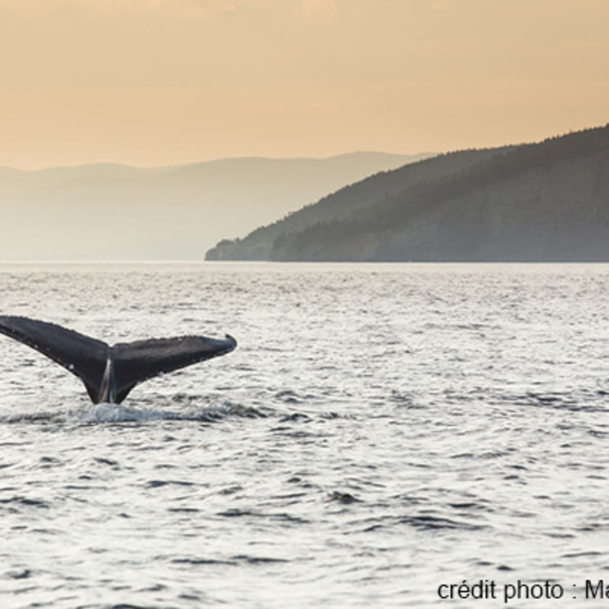 viens_voir_les_baleines_14