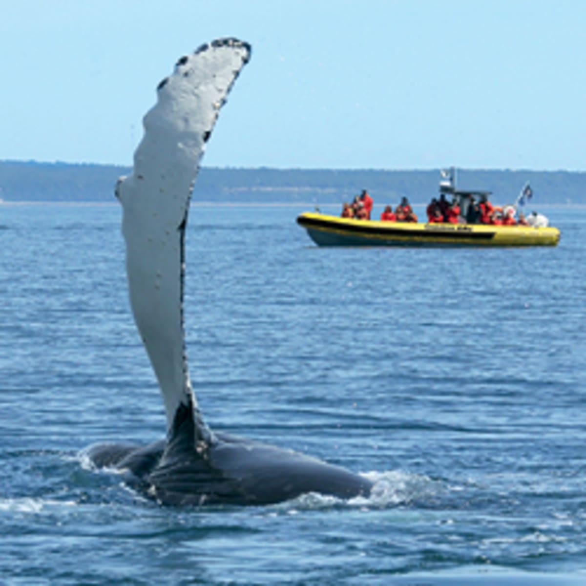 viens_voir_les_baleines_15
