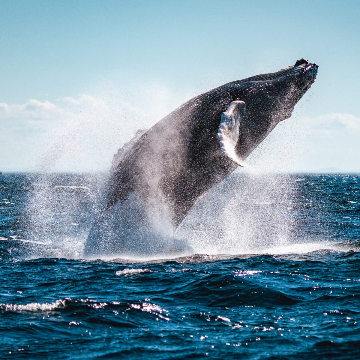 viens_voir_les_baleines_16