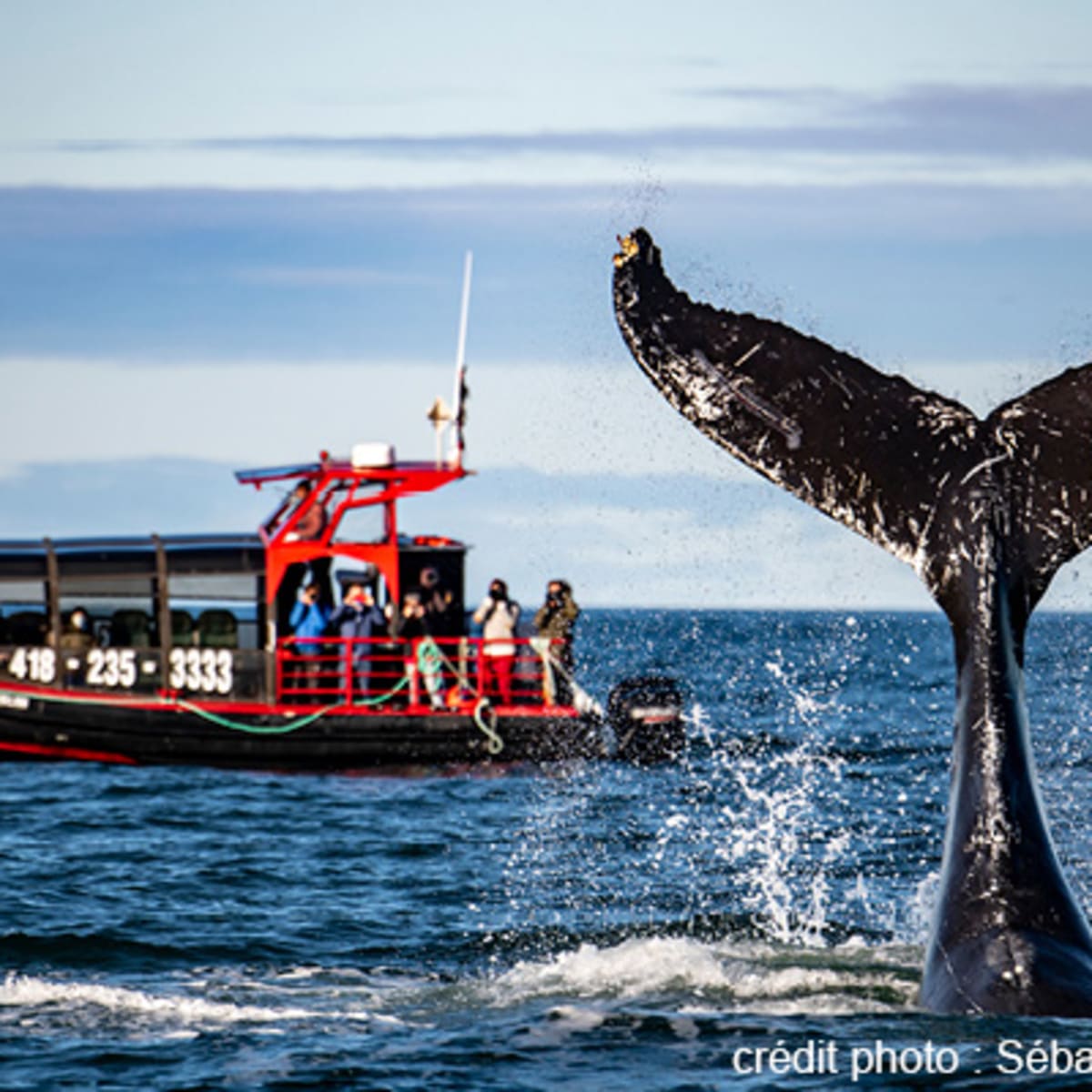 viens_voir_les_baleines_17