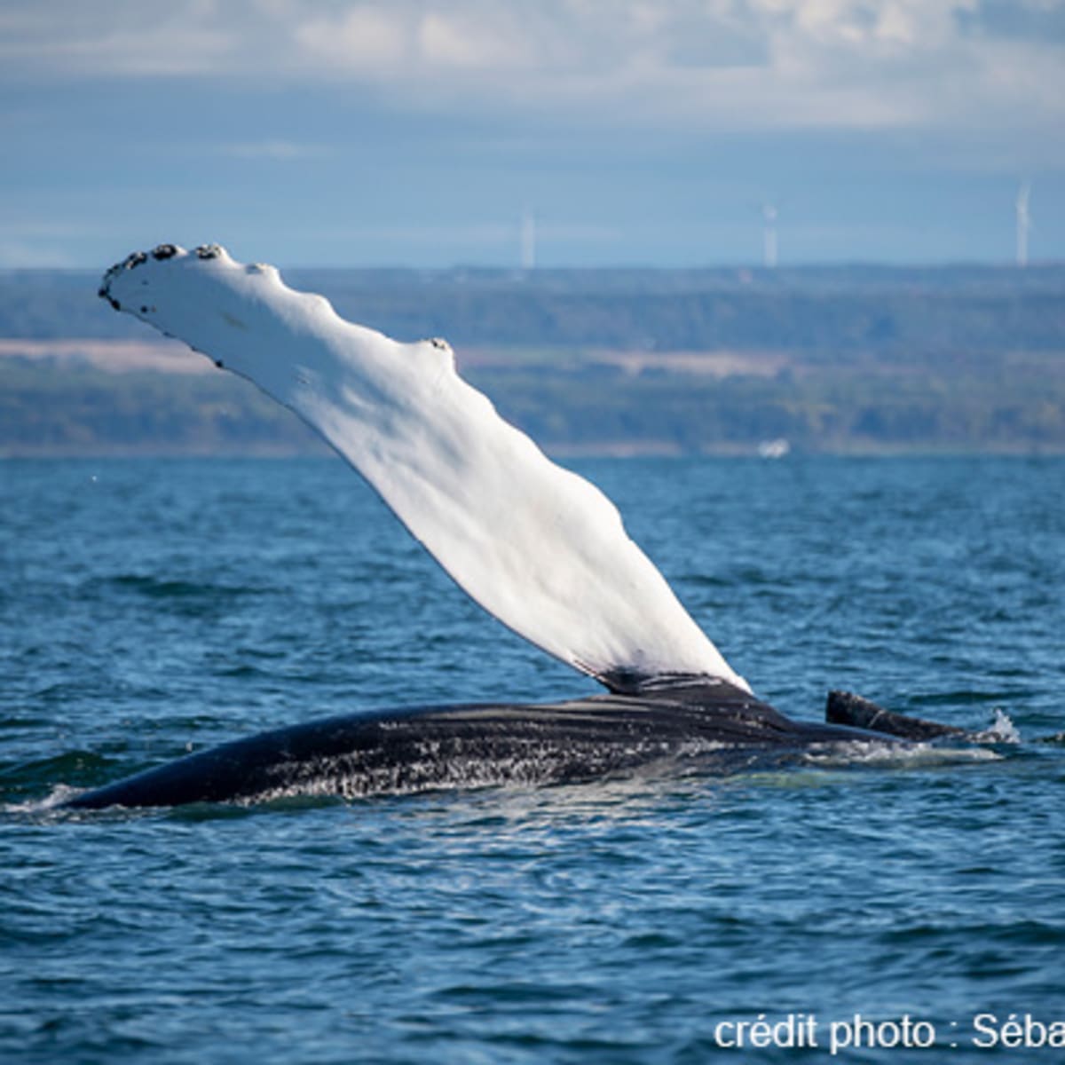 viens_voir_les_baleines_18