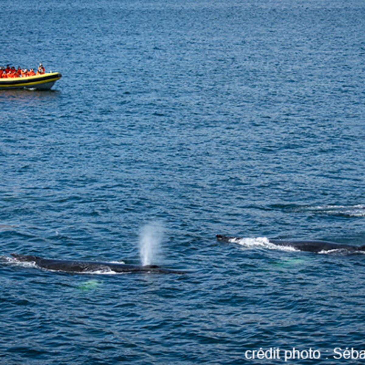 viens_voir_les_baleines_19