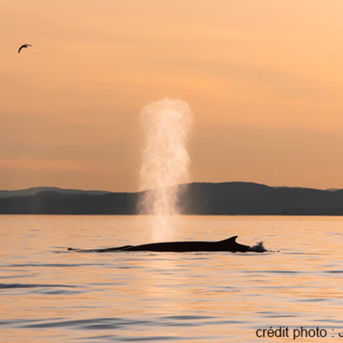 viens_voir_les_baleines_2