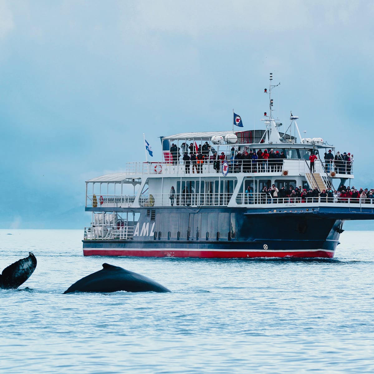 viens_voir_les_baleines_20