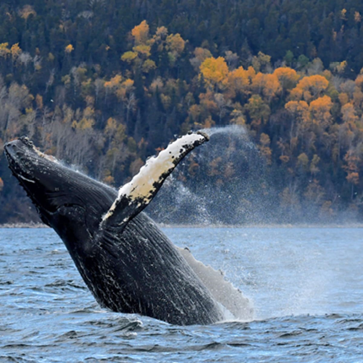 viens_voir_les_baleines_4